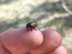 Chrysomela crotchi