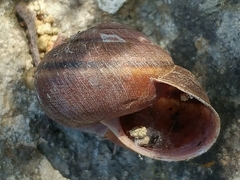 Helminthoglypta ayresiana