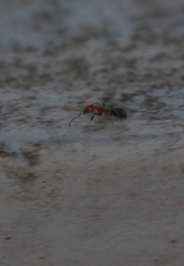 Dolichoderus taprobanae