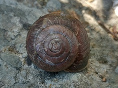 Helminthoglypta ayresiana