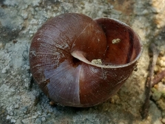 Helminthoglypta ayresiana