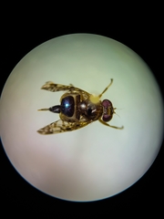 Scholastes bimaculatus