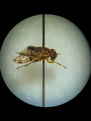 Scholastes bimaculatus