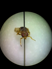 Scholastes bimaculatus