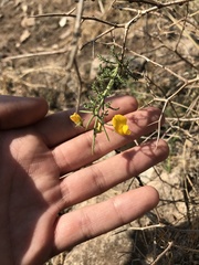 Adesmia confusa