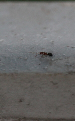 Dolichoderus taprobanae