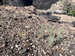 Cupressus abramsiana