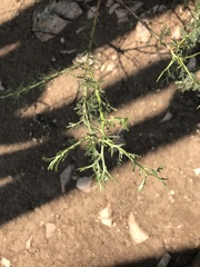 Adesmia confusa