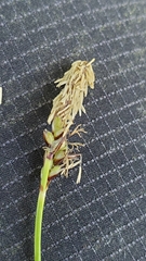 Carex concinnoides