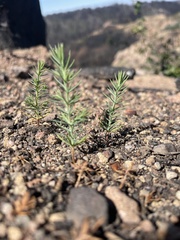 Cupressus abramsiana