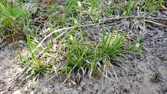 Carex concinnoides