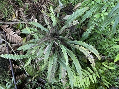 Blechnum × aggregatum