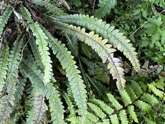 Blechnum × aggregatum