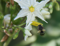 Hoplonomia