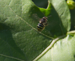 Hoplonomia
