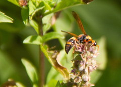 Eumeninae