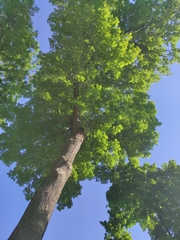 Fraxinus excelsior