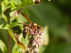 Eumeninae