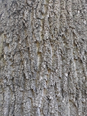 Fraxinus excelsior