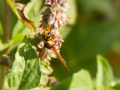 Eumeninae