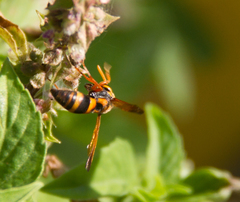 Eumeninae