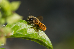 Megachile