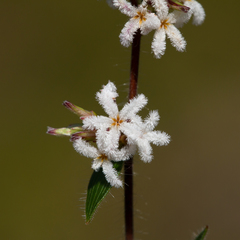 Leucopogon concurvus