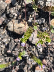 Phacelia suaveolens