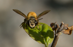 Megachile