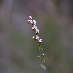 Leucopogon concurvus
