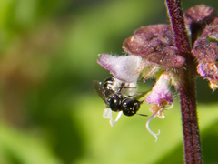 Ceratinidia