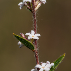 Leucopogon concurvus