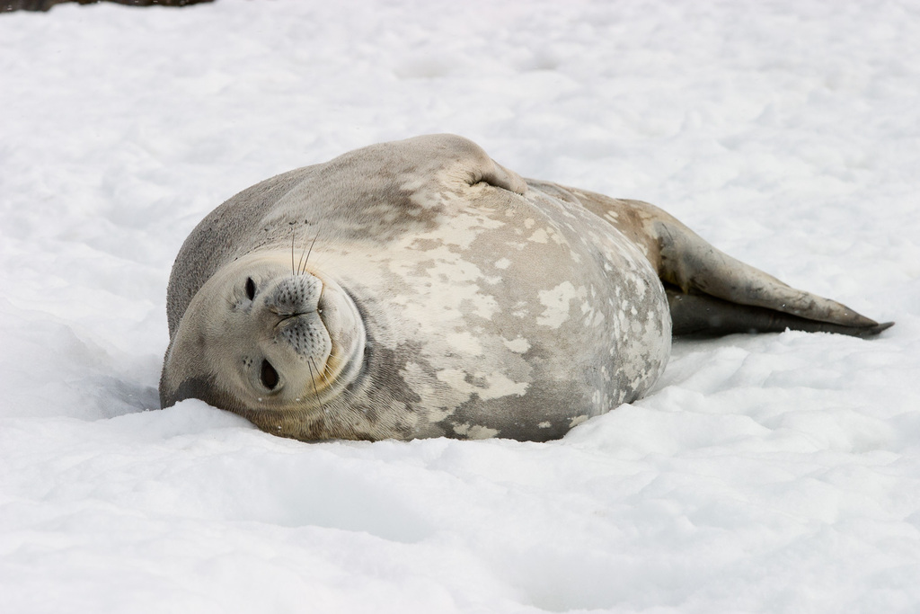 Weddell Seals