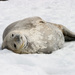 Weddell Seal - Photo (c) Greg Lasley, some rights reserved (CC BY-NC), uploaded by Greg Lasley