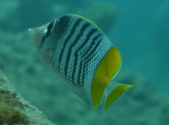 Chaetodon mertensii