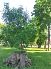 Fraxinus excelsior