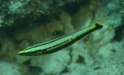 Ring wrasse (Hologymnosus annulatus) — Labridae — 2
