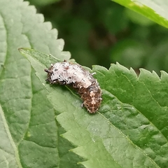 Meligramma triangulifera