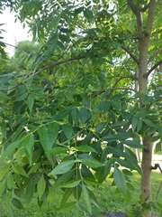 Fraxinus excelsior