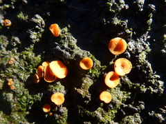 Anthracobia muelleri