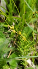 Carex disperma