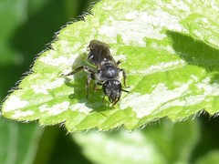 Lasioglossum sexnotatum