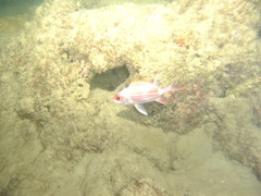 Holocentrus adscensionis