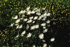 Dimorphotheca pluvialis