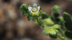 Eucrypta chrysanthemifolia bipinnatifida