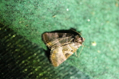 Eucarta amethystina