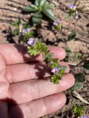 Phacelia suaveolens
