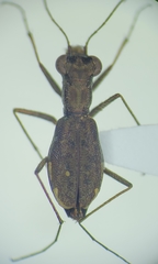 Parvindela celeripes