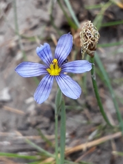 Sisyrinchium halophilum