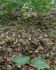 Platanthera macrophylla